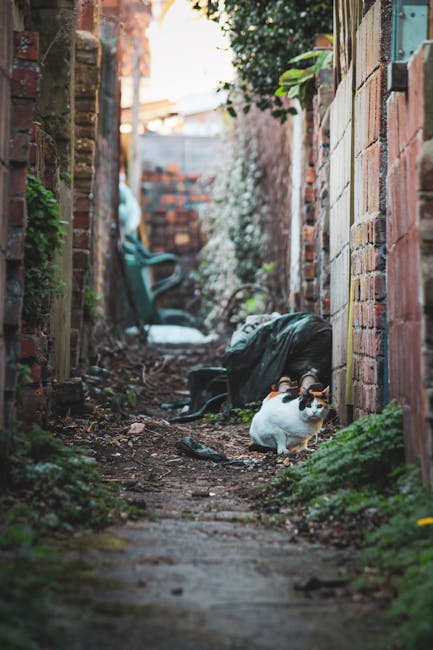 A narrow outdoor alleyway with uneven dirt and stone ground, flanked by brick and wooden fences on either side. In the foreground, a small white and black cat sits on the ground near a person wearing dark clothing who is bent over, seemingly preparing for a move. Behind them, a black moving bag or blanket lies on the ground. Further back, there are plastic chairs and potted plants, with gardening tools and supplies partially visible against the fences. The scene appears to be part of a home relocation process in a residential area of Golders Green, as part of the services provided by Man with Van Golders Green, showing the logistical challenges of moving furniture and belongings through tight alleyways.